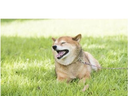 白天遛狗的人不知道的“虐待”風險