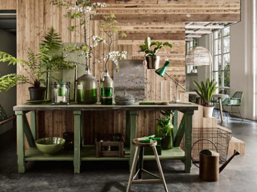 綠居家，適合在家作伴的觀葉植物