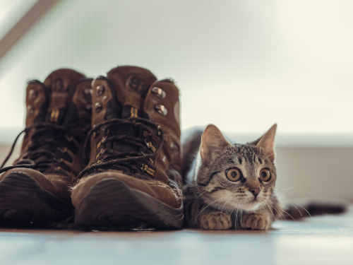 貓咪穿上鞋子就不會走路？ 專家：喵星人對空間感知存在一定局限