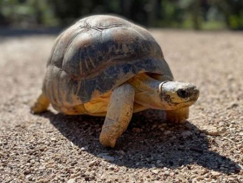 瀕臨滅絕的海龜90歲首次育有3隻幼龜