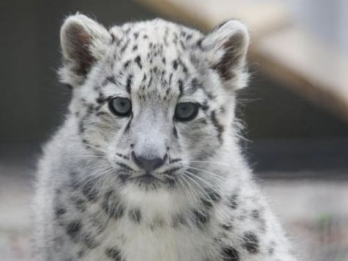 能美市第一隻雪豹寶寶在石川動物園誕生