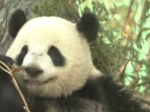 上野動物園的雙胞胎大熊貓小小和蕾蕾準備好獨自生活