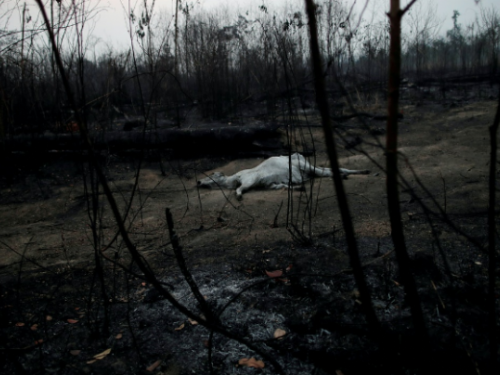 數據看：亞馬遜雨林走向危險臨界點 　南美八國仍拒停止砍伐？