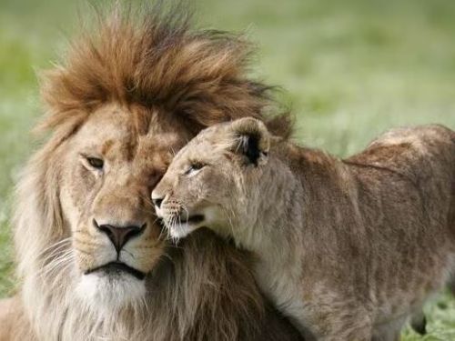 2只獅子死於新冠，你的寵物也有危險！