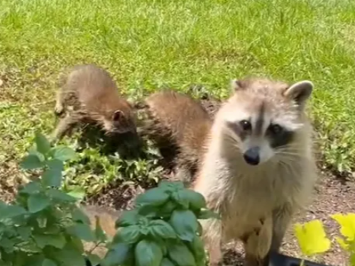 不經意餵食浣熊！誰知「牠當媽了」帶1大4小來敲門 她傻：求收編？