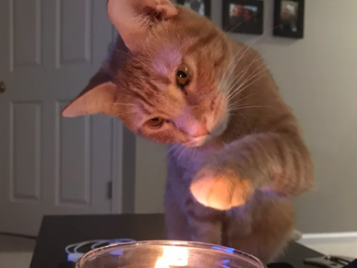 「貓讓我的妻子懷孕了！」夫妻積極避孕仍中標 他看1物秒懂：太邪惡