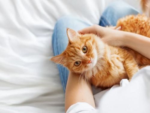 貓澤惠美《養貓需要準備的三樣東西》