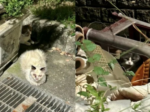 新竹香山品種貓疑遭棄養 動保約談飼主最高可處15萬元