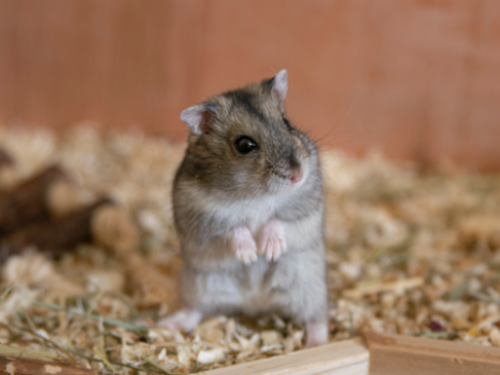 倉鼠得了皮膚病怎麼辦？除因過敏、寄生蟲外還要注意這些小細節