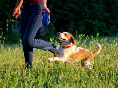 一年一度「遛狗周」來了！這款牽繩掀起PTT熱議：根本血滴子 安全使用守則必讀