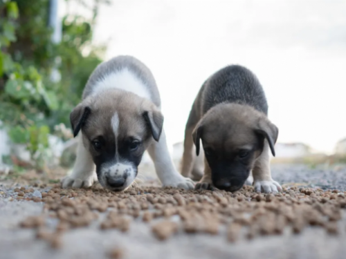 「動物保護月」做愛心只要動動手指！一鍵捐糧、掃愛心碼...幫助浪浪比你想得更簡單