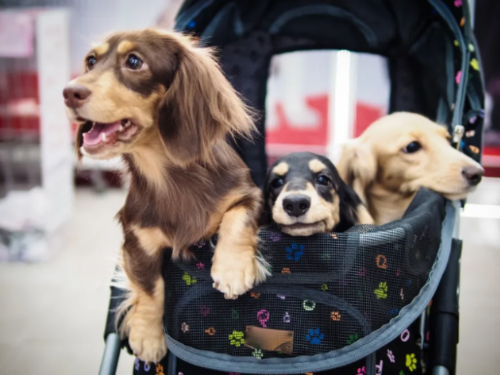 攤販專賣狗便當！「他曝舊照」意外釣出一票網友：真的買過