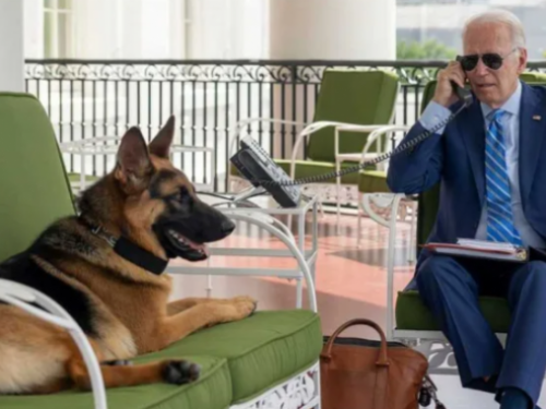 美國第一狗是「痟狗」狂咬特勤人員 拜登愛犬被逐出白宮傳移送別處