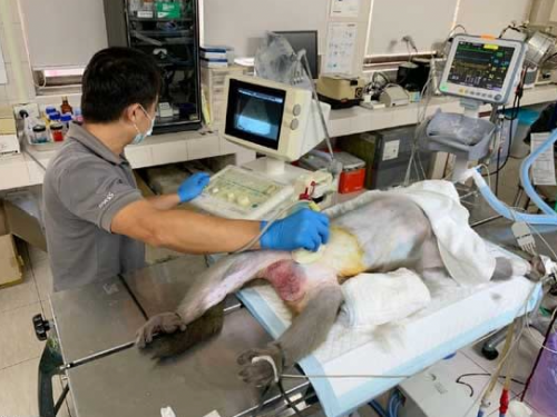 贈超音波掃描儀 阮綜合醫院與壽山動物園齊為動物健康把關