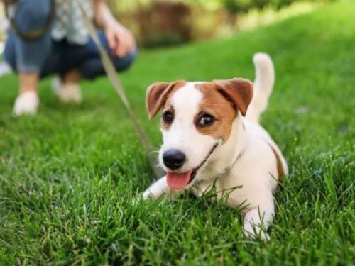 養狗後有什麼變化