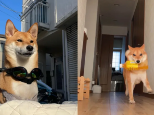 一聽開門聲⋯「柴柴叼禮物」秒衝到門口迎接 萌樣曝光網稱羨