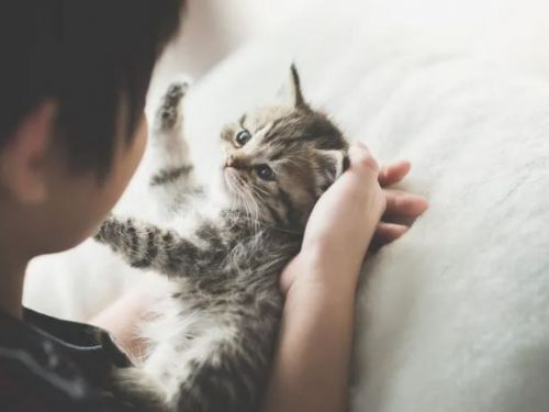 生孩子時養貓主人的感受是什麼