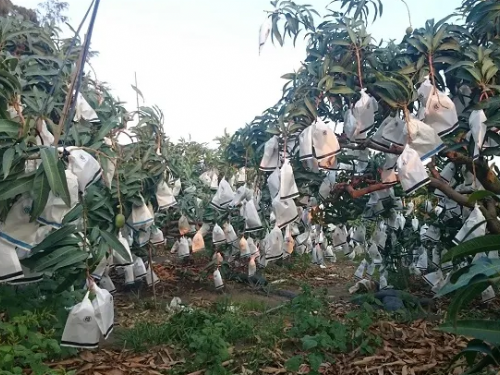 屏東愛文芒果網購宅配推薦–芒果園–枋山雄