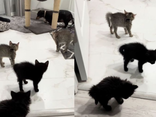 貓狗大戰一觸即發！臘腸闖貓咪地盤想偷吃 5喵「炸毛威脅」嚇壞牠