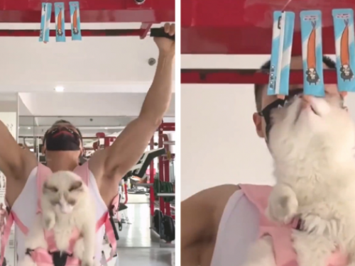 引體上升順便餵主子吃肉泥　健身狂貓奴帶喵一起運動：人壯貓胖了