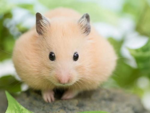 有哪些除了狗和貓以外的「寵物」是人們飼養的？