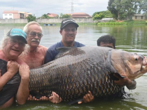 英釣客捕「破百公斤鯉魚王」！4男扛不住畫面曝