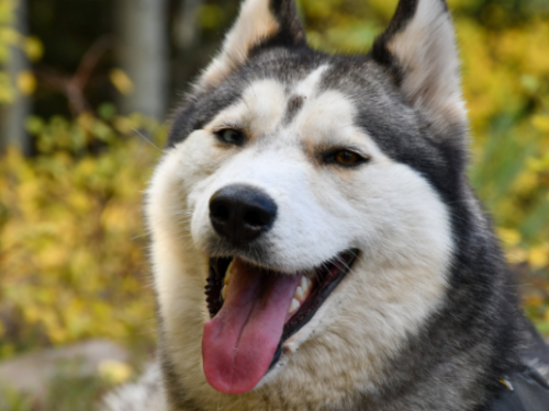 台灣宜蘭交通事故肇事者是隻哈士奇　飼主訓斥卻露厭世臉笑翻網民