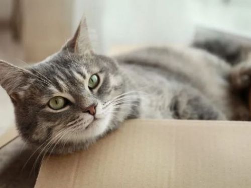 紙箱、浴室、窗戶和窗簾之間……咦，那是貓最愛！？