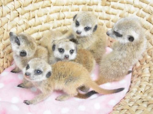 在伊豆仙人掌動物園出生的 6 隻貓鼬寶寶