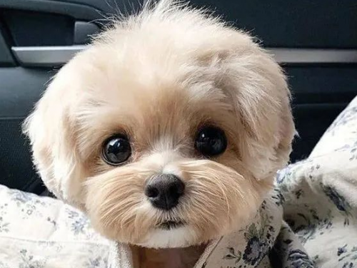 狗狗會變老！注意這四點能讓牠度過一個健康晚年！