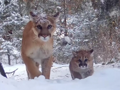 有獅出沒！隱藏鏡頭拍下「美洲獅帶娃」的珍貴片段　女子直呼：百年難得一遇的奇蹟！