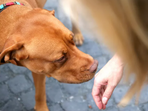 鼻子真的靈　最新研究：狗狗聞得到主人壓力大！準確度達96.88%