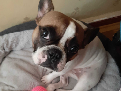 狗狗知識：牠們是真的聽得懂而且感受得到！研究表示對狗狗說「我愛你」會讓牠們心跳加速！