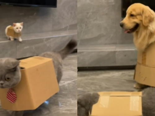 講不聽！貓咪深夜愛搗蛋　鏟屎官靠「這一物」完美防止亂跑