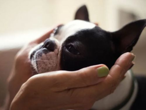 《帶著寵物避難》發生災害時如何帶著寵物安全避難