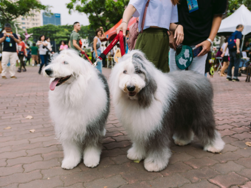 陪同賴副總統參與毛孩嘉年華 陳其邁：愛護毛孩 珍惜生命 打造友善動物城市