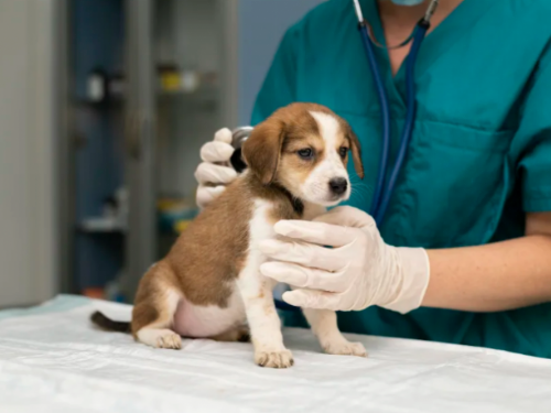 狗狗毫無預警的掉毛該如何應對？