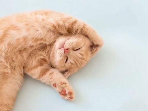 自從我開始養貓後發生了什麼變化？性格和生活習慣發生了驚人的變化