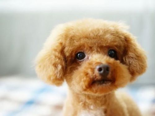 哪隻狗在“最受歡迎犬種排行榜”中獲得第一名？