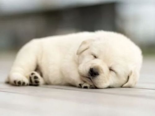 當我開始養狗時發生的可愛奇怪的事情