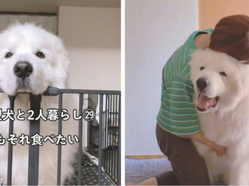 北極熊當寵物養？站起來比人還要高　最愛鑽主人懷裡撒嬌：極可愛