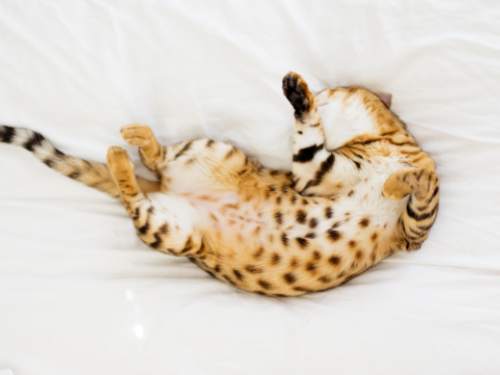 揭開喵星人呼嚕聲的秘密　竟是與喉嚨有關　科學家還有這樣新解釋