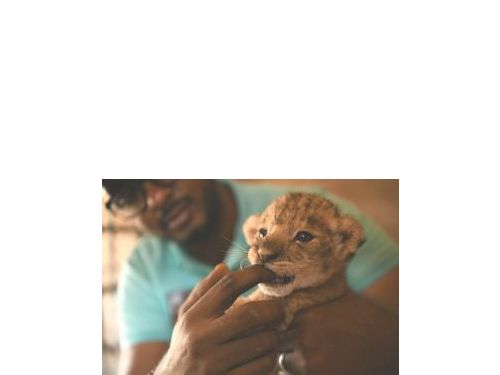 收容所裡的動物也有生命危險 停電、食物短缺、工作人員疏散——蘇丹