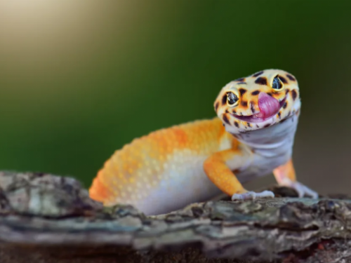 10/21「爬蟲日」別再叫我冷血動物！破除爬蟲類迷思 相揪當個好「爬友」