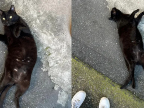 被浪浪碰瓷！黑貓突衝她腳邊「自摔」 網羨慕：根本炫耀文