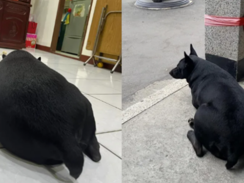 米克斯被誤認成黑毛豬！「圓潤模樣」曝光 網笑：伙食很好喔