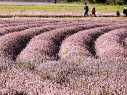 紫色花海夢幻來襲！11/25 桃園仙草嘉年華限時9天正式起跑，交通接駁車資訊一次看