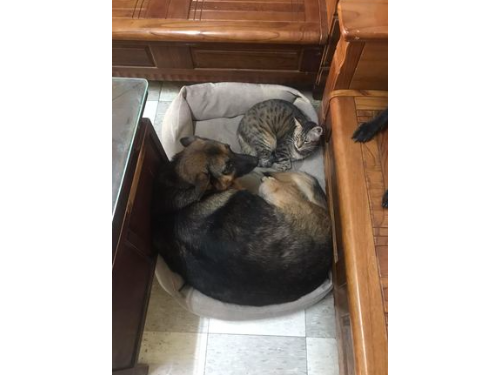 暖汪分一半狗床給貓咪睡　垂耳「被眼神出賣」網歪樓：是被霸凌吧