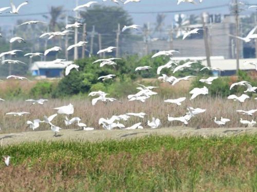 盛世之際，風催黑琵頌奏！高雄重量級賞鳥季節喜報連連