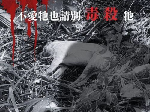 呼籲停止對流浪動物的暴力行為，為無辜的生命發聲！